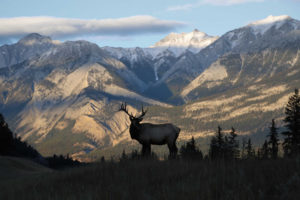 A deer standing on an edge with Mountain View
